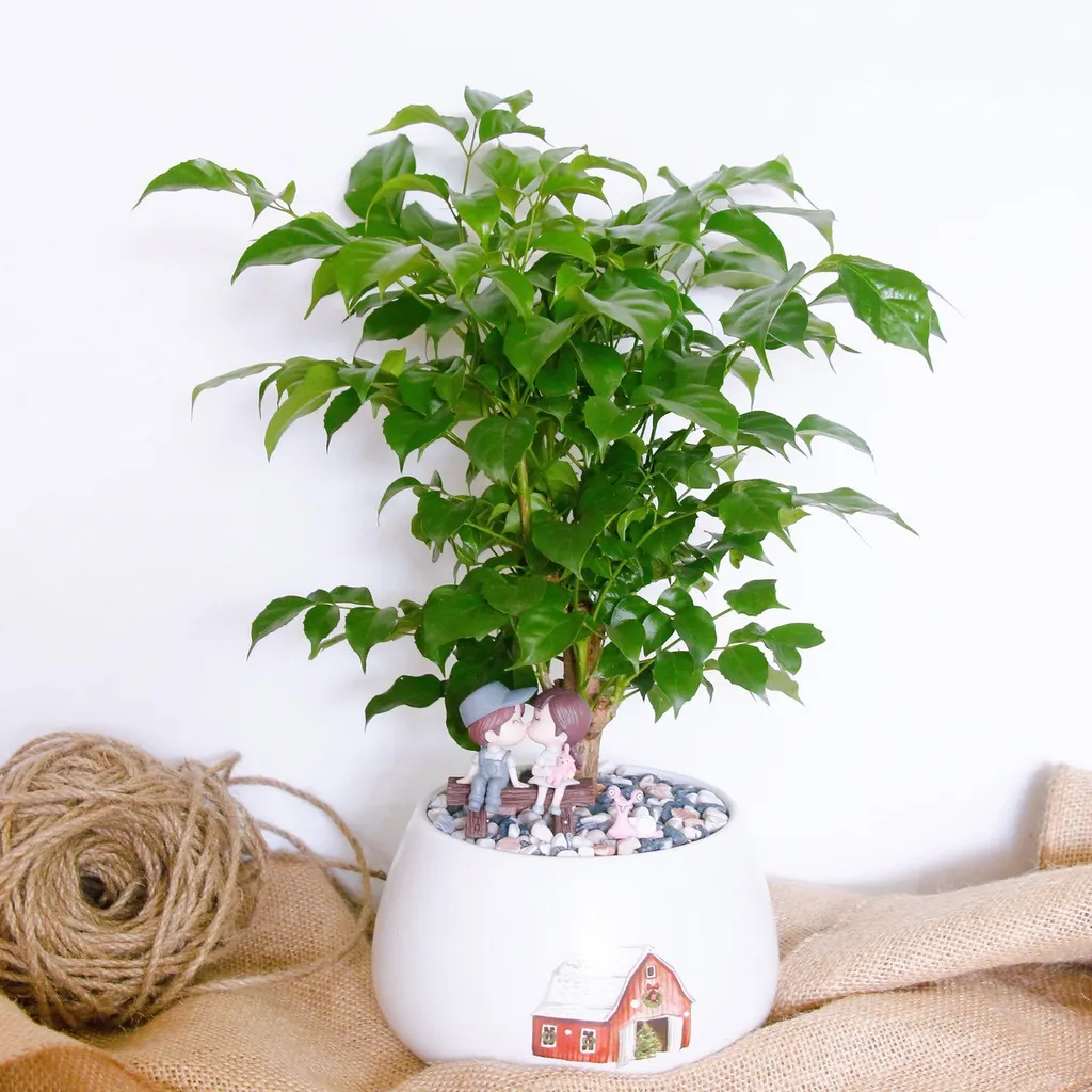 Cây may mắn là một loại cây thân gỗ sống ở vùng khí hậu ôn đới.